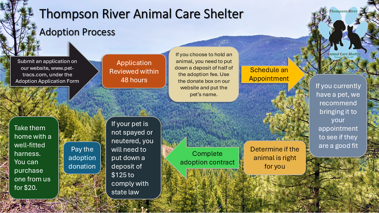 Adoption Process Graphic