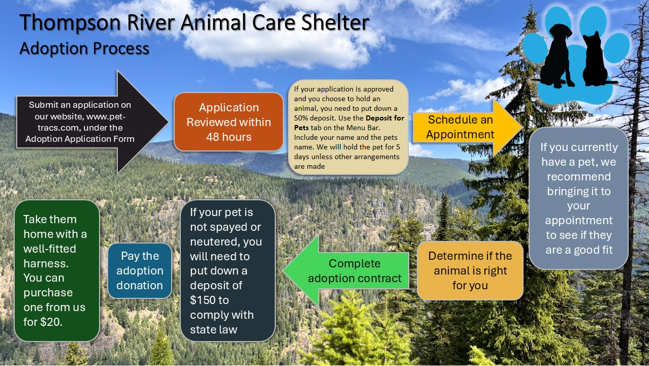 Adoption Process Graphic Version 2